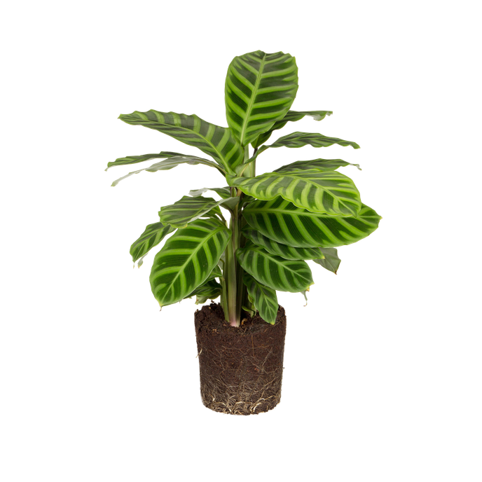 Calathea Zebrina